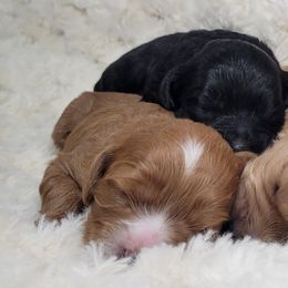Aussiedoodle, Cavapoo, and Poodle Puppies from B&M Cottonwood Canines