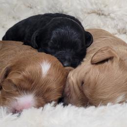 Aussiedoodle, Cavapoo, and Poodle Puppies from B&M Cottonwood Canines