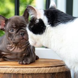 Belgian Malinois and French Bulldogs from Hershel's