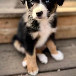 Toy Australian Shepherd Puppies from Kickapoo Creek Toy Aussies
