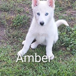 Amber - White female Pomsky puppy in Blackfoot, Idaho from Snake River Pomskys