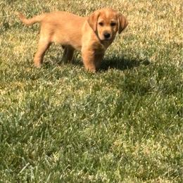 Valor - Yellow male Labrador Retriever puppy in Cheney, Washington from Loudon's Labradors