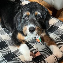 Harper - Bernedoodle