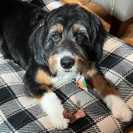 Harper - Bernedoodle