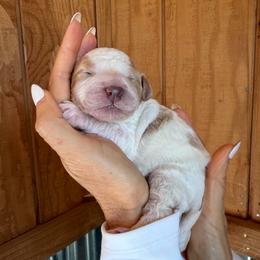 Maverick - White male Bernedoodle puppy in Yuba City, California from Ranch House Doodles