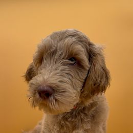 Squeak (Red Collar) - Cream Goldendoodle puppy in Richmond, Virginia from Kessi Doodles