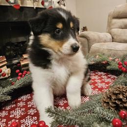 Blackie - Black white and tan male Collie puppy in Tennessee from Voneida Collies & Corgis