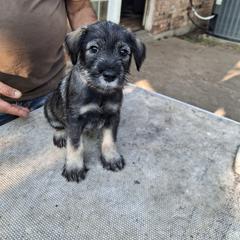 Girl 2 - Pepper and salt female Standard Schnauzer puppy in Mesquite, Texas from Ausgelassen Standard Schnauzers