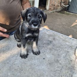 Girl 2 - Pepper and salt female Standard Schnauzer puppy in Mesquite, Texas from Ausgelassen Standard Schnauzers