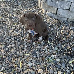 German Shorthaired Pointer Puppies from Nash Kennels