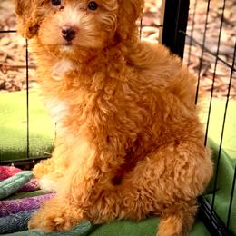 Autumn - Red female Bernedoodle puppy in Vacaville, California from Starlight Goldendoodles