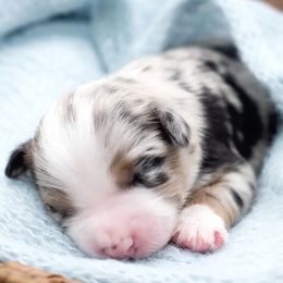 Miniature Australian Shepherds from Rafter C Aussies