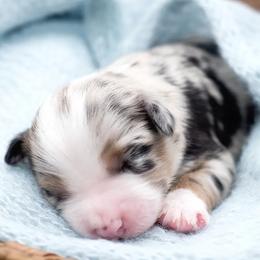 Miniature Australian Shepherds from Rafter C Aussies
