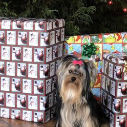 Yorkshire Terrier Puppies from Mountain Magic Yorkies