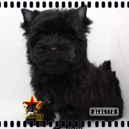 Yorkshire Terrier Puppies from Tinseltown Yorkies