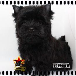 Yorkshire Terrier Puppies from Tinseltown Yorkies
