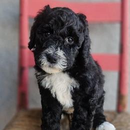 Moon (Bear) - Black and white female Aussiedoodle puppy in Tucson, Arizona from Ever After Doodles Arizona