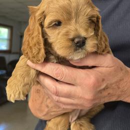 My Melody - Red female Cockapoo puppy in Conklin, Michigan from Lake Michigan Couture Cavapoos & Cockapoos