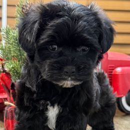 Drew - Black female Yorkipoo puppy in Lebanon, Kentucky from Mosaic Merle Doodles