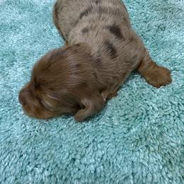 Puppy 20 AKC - Dapple male Dachshund puppy in Fayetteville, Pennsylvania from PA's Darling Doxies
