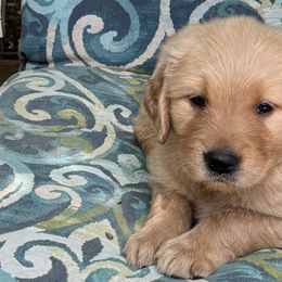 Boy 1 - Golden Retriever puppy from Nacimiento Golden Dogs