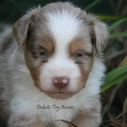 Boy 3 - male Miniature Australian Shepherd puppy in Fairview, South Dakota from Dakota Toy Aussies