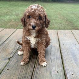 Fantasy - Red  female Goldendoodle puppy in Carnesville, Georgia from Mustard Seed Ranch Goldendoodles