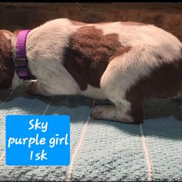 Sky's purple girl - Liver and white female German Shorthaired Pointer puppy in Dahlonega, Georgia from Pointer Mountain Bird Dogs