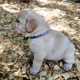 Ms. 4 - Yellow female Labrador Retriever puppy in Norwell, Massachusetts from Gabriel Ben-Yosef's Labs