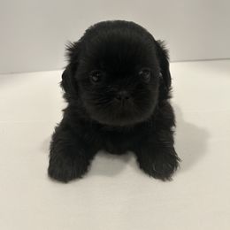 Shih Tzu Puppies from Moore Shih Tzus