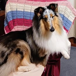 Rainey - Collie