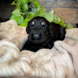 Giant Schnauzer puppies from Hillside Kennels