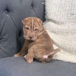 Arrow - Brown male Chinese Shar-Pei puppy in Lehigh Acres, Florida from Florida Wrinkles