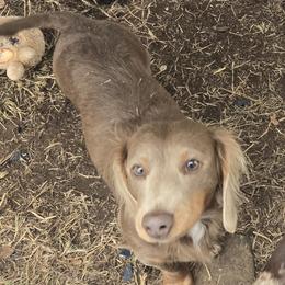George - Dachshund