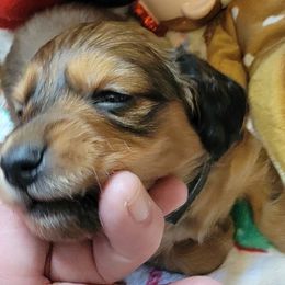 Rudolph - Red male Dachshund puppy in Terlton, Oklahoma from CLARK'S BREEDING PROGRAM