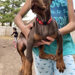 "RUMI" Doberman Pinscher Puppies from Von Schaaf Haus DuPree