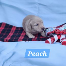 Peach - Cream female Dachshund puppy in Bedias, Texas from Faith & Grace Doxies