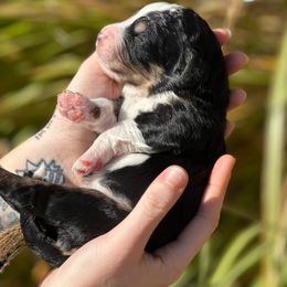 Prince Charming - Bernedoodle puppy from Backwoods Bernedoodles