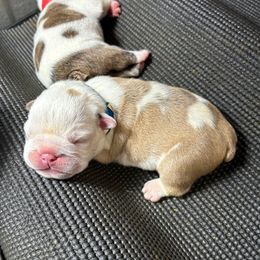 Blue - Fawn and white male Bulldog puppy in Krum, Texas from K & K Little Blessings