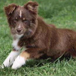 Lucy - Miniature Australian Shepherd