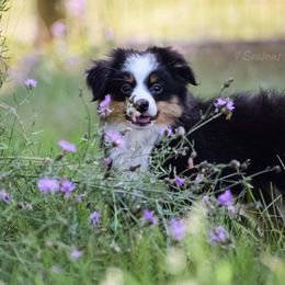 Australian Shepherd Puppies from 4 Seasons Toy and Mini Aussies