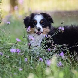 Australian Shepherd Puppies from 4 Seasons Toy and Mini Aussies