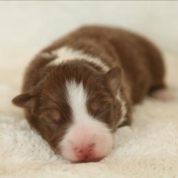 Flare - Red tri-color female Australian Shepherd puppy in Leavenworth, Kansas from Silverbrook Australian Shepherds