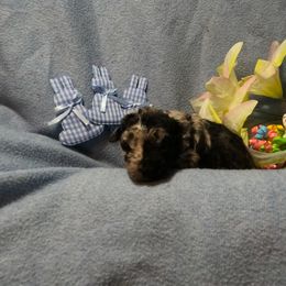 Mudi Puppies from Magik Mudi Kennel