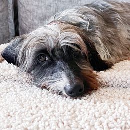 Gretel - Dachshund