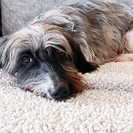 Gretel - Dachshund