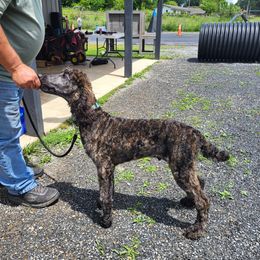Poodle Puppies from Holly's Poodles