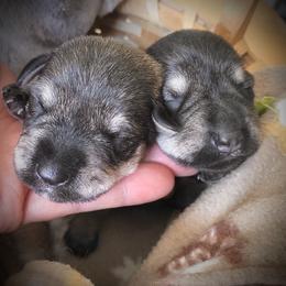 Miniature Schnauzer Puppies from MoonShadows Miniature Schnauzers