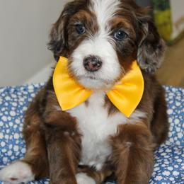 Australian Mountain Doodle, Australian Shepherd, Bernedoodle, Labradoodle, and Poodle Puppies from Island View Poodles & Doodles
