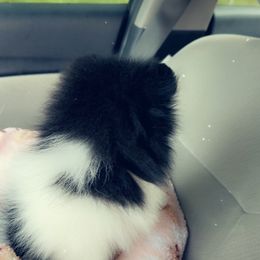 Pomeranian Puppies from A Sample Of Gods Love Kennels